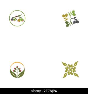 Set Eucalyptus leaves logo vector template design illustration Stock Vector