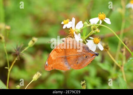 Autumn leaf butterfly (Doleschallia bisaltide)
