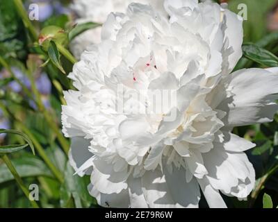 Blooming white peonies, Paeonia, in early summer Stock Photo