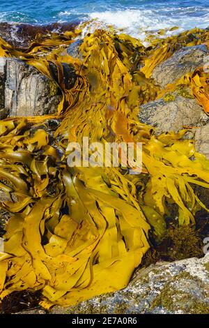 Giant kelp on southern coastline of South Island, New Zealand Stock Photo