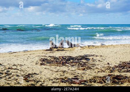 Three NZ Fur Seals challenging on Catlins beach. South Island, New Zealand. Stock Photo