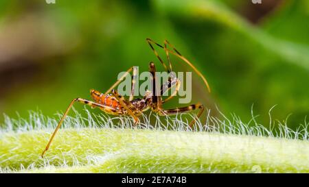 A damsel bug found in garden Stock Photo