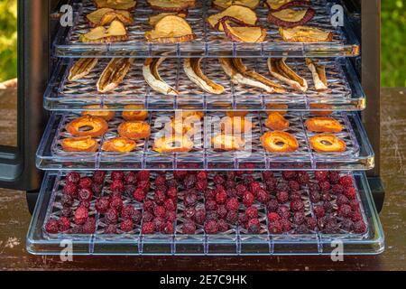 Dried fruits-apples, bananas, apricots and cherries on plastic pallets inside a home electric dehydrator Stock Photo