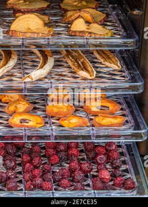 Dried fruits-apples, bananas, apricots and cherries on plastic pallets inside a home electric dehydrator Stock Photo