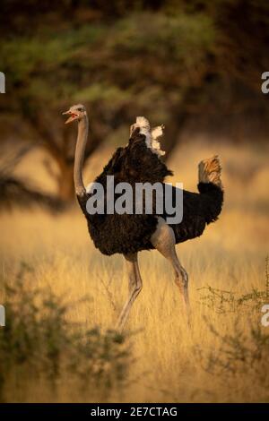Male common ostrich runs squawking through trees Stock Photo