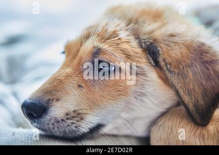 Cute ginger white puppy put muzzle on pillow close-up. Stock Photo