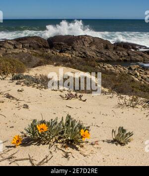 Gazania Splendidissima, in bloom on a sandy section of beach with waves breaking on the rocky shore in the Background, in the Namaqua National Park Stock Photo
