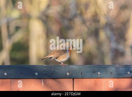 Robin (Erithacus rubecula) perched on a fence Stock Photo