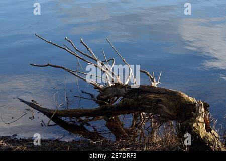 Fallen old tree looking like a deer dipping its head in the water to drink Stock Photo