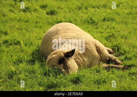 Livestock on a farm in Hertfordshire Stock Photo