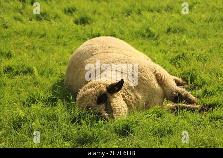 Livestock on a farm in Hertfordshire Stock Photo