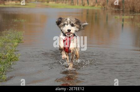 Cookie the cockapoo dog enjoys having a splash in the flooding in Peterborough, Cambridgeshire, as the River Nene full of floodwater from melted snow and heavy rain has overtopped the riverbanks. Stock Photo