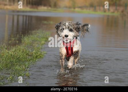 Cookie the cockapoo dog enjoys having a splash in the flooding in Peterborough, Cambridgeshire, as the River Nene full of floodwater from melted snow and heavy rain has overtopped the riverbanks. Stock Photo