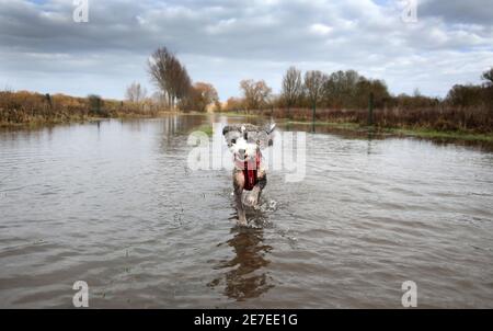 Cookie the cockapoo dog enjoys having a splash in the flooding in Peterborough, Cambridgeshire, as the River Nene full of floodwater from melted snow and heavy rain has overtopped the riverbanks. Stock Photo
