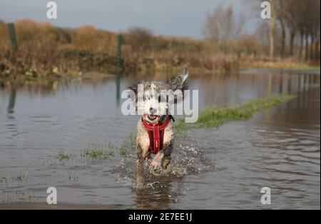 Cookie the cockapoo dog enjoys having a splash in the flooding in Peterborough, Cambridgeshire, as the River Nene full of floodwater from melted snow and heavy rain has overtopped the riverbanks. Stock Photo