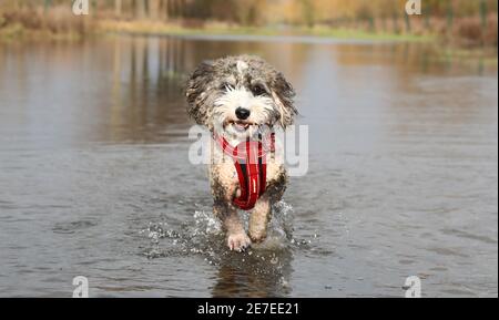 Cookie the cockapoo dog enjoys having a splash in the flooding in Peterborough, Cambridgeshire, as the River Nene full of floodwater from melted snow and heavy rain has overtopped the riverbanks. Stock Photo