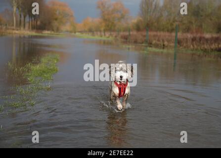 Cookie the cockapoo dog enjoys having a splash in the flooding in Peterborough, Cambridgeshire, as the River Nene full of floodwater from melted snow and heavy rain has overtopped the riverbanks. Stock Photo