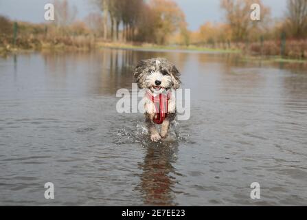 Cookie the cockapoo dog enjoys having a splash in the flooding in Peterborough, Cambridgeshire, as the River Nene full of floodwater from melted snow and heavy rain has overtopped the riverbanks. Stock Photo