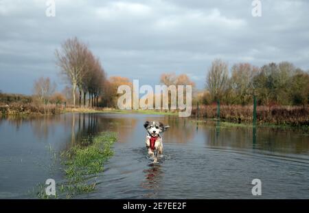 Cookie the cockapoo dog enjoys having a splash in the flooding in Peterborough, Cambridgeshire, as the River Nene full of floodwater from melted snow and heavy rain has overtopped the riverbanks. Stock Photo