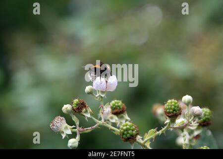 Bumble bee on blackberry flower at Soakham Downs, Wye, Ashford, Kent, England, United Kingdom Stock Photo