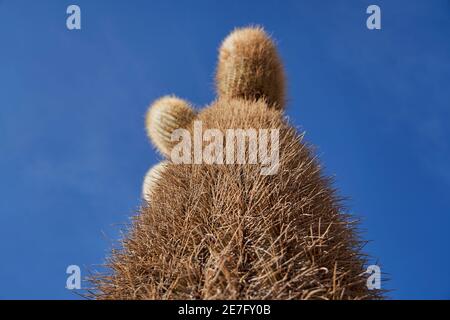 Giant cactus with long spikes on fish Island at Salar de Uyuni, Salar de Tunupa, worlds largest salt flat, in the altiplano of Bolivia in the andes mo Stock Photo