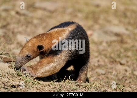 southern tamandua, Tamandua tetradactyla, also collared anteater or lesser anteater, is a species of anteater from South America, foraging on a meadow