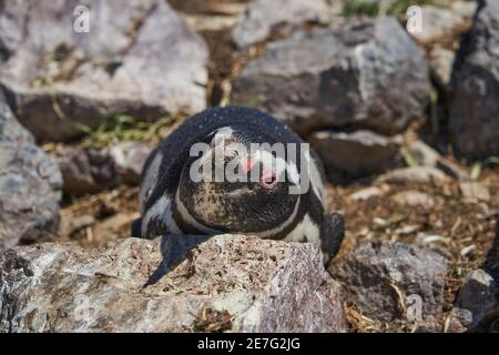 Spheniscus magellanicus, magellanic penguin is sitting in its nest on isla pinguino at the coast of Argentina in Patagonia, hatching an egg lying on t