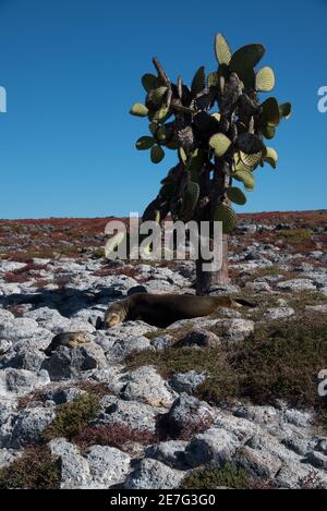 Galapagos land iguana and Galapagos sea lion resting in the shadow of a tree opuntia at South Plaza at the Galapagos Islands. Stock Photo