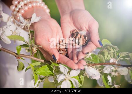 Wooden hearts LOVE at woman hands behind blossom apple tree. Peace and harmony concept. holding Heart shape Love symbol holiday Valentines Day Stock Photo
