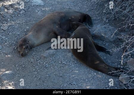 Galápagos sea lion pup suckling at its mother on the flat and rocky South Plaza Island at the Galapagos Islands. Stock Photo