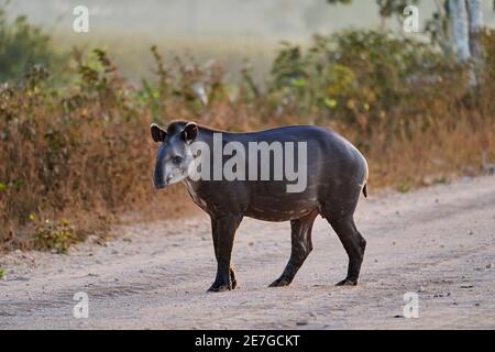 South American tapir, Tapirus terrestris, also called Brazilian, Amazonian, maned, or lowland tapir, on the Transpantaneira to Porto Jofre in the wetl Stock Photo