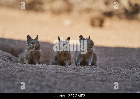 3 cute little Degus, Octodon, octodontid rodents native to South America. Group of Degu sitting at their den in the arid landscape of the atacama dese Stock Photo