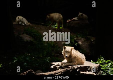 Wolf pack of big and white Hudson Bay Wolf, lives in the Artic and at the northwestern coast of Hudson Bay in Canada, North America. Canis lupus hudso Stock Photo