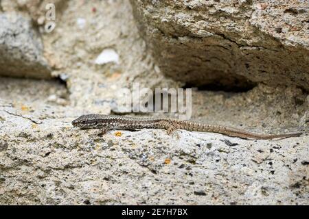 Common wall lizard sunbathing (Podarcis Muralis) Stock Photo