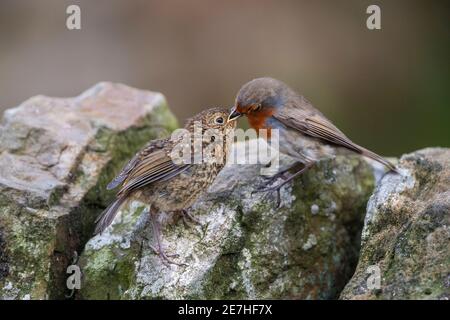 Robin (Erithacus rubecula) feeding fledgling, Northumberland, UK Stock Photo