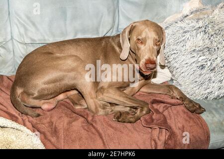 weimaraner dog lies dreamily on the couch. A very sleepy weimaraner dog lays on a fleece blanket on top of a couch. Stock Photo