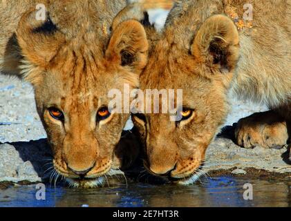 Pair of Lions drinking from a sunlit waterhole in Etosha National Park, Namibia Stock Photo
