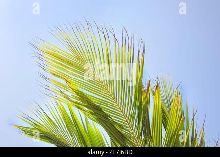 Tropical background with exotic palm leaves. Tropical  leaves with sunshine on blue sky background. Summer holidays. Stock Photo