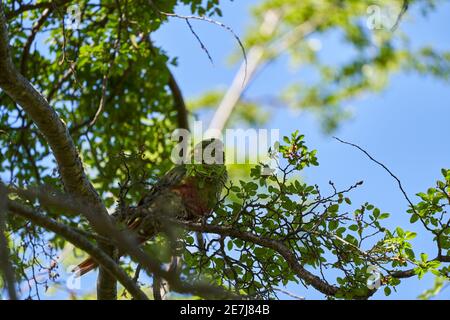 Enicognathus ferrugineus, the Austral Parakeet, Austral Conure or Emerald Parakeet can be found allover Patagonia in Chile and Argentina, sitting on a Stock Photo