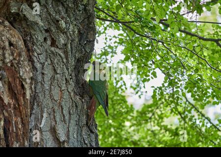 Enicognathus ferrugineus, the Austral Parakeet, Austral Conure or Emerald Parakeet can be found allover Patagonia in Chile and Argentina, sitting on a Stock Photo