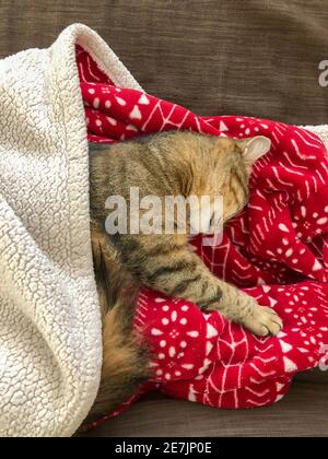 closeup of a cute tabby cat sleeping under a blanket on sofa Stock Photo