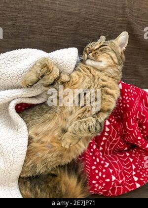 closeup of a cute tabby cat sleeping under a blanket on sofa Stock Photo