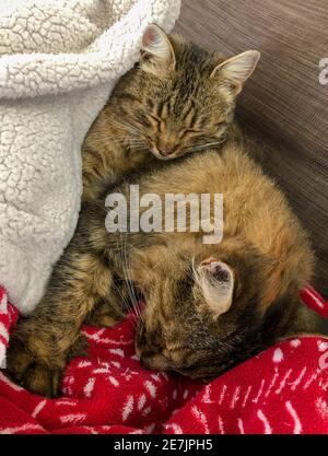two lovely kittens sleeping under blanket on bed Stock Photo