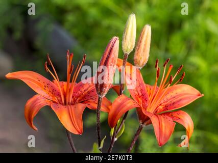 Beautiful red lily flowers and buds in the garden on green selective focus background Stock Photo