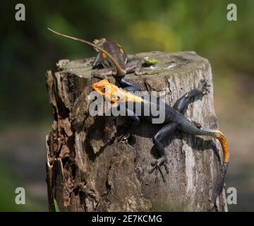 Common agama, Red-headed rock agama, or Rainbow agama (Agama agama) pair displaying, male looking towards the camera. Introduced species. Omboue, Gabo Stock Photo