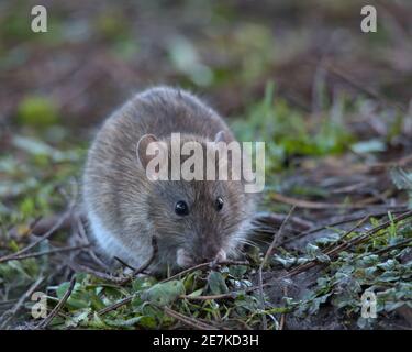 Brown Rat foraging for food on the woodland floor. Stock Photo