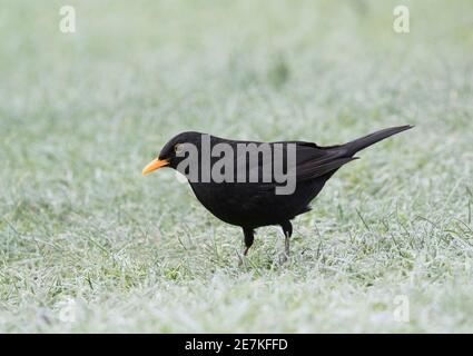 Blackbird (Turdus merula) on frosty garden lawn, Lindfield, West Sussex, England, UK. January Stock Photo