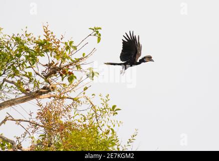 Black-casqued Hornbill (Ceratogymna atrata) in flight, Loango National Park, Gabon.