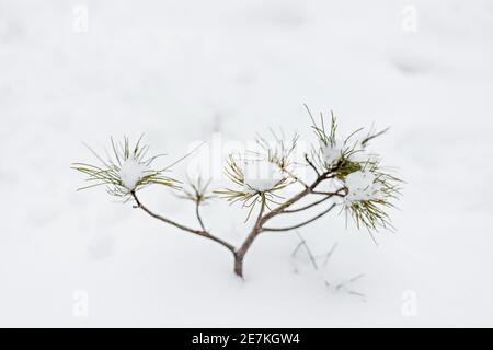 A small snow-covered Christmas tree appears from under the snow in the forest. Christmas holidays. Stock Photo