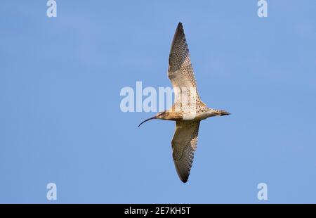 Eurasian Curlew (Numenius arquata) in flight, Burnham Overy, North Norfolk, UK Stock Photo